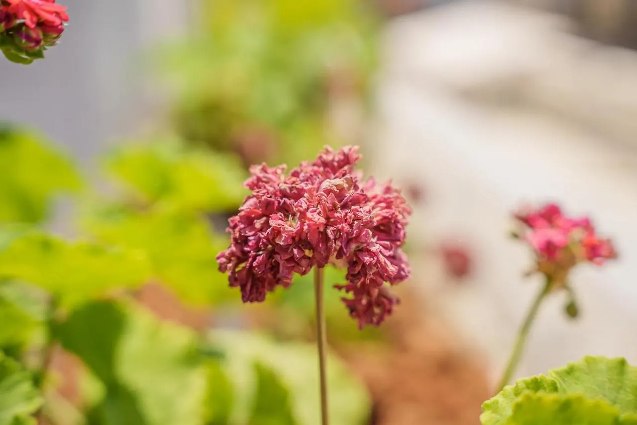 فندق كورنيليا أيا نابا 2*,  قبرص